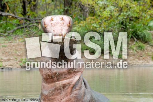 Flusspferd (99 von 104).jpg